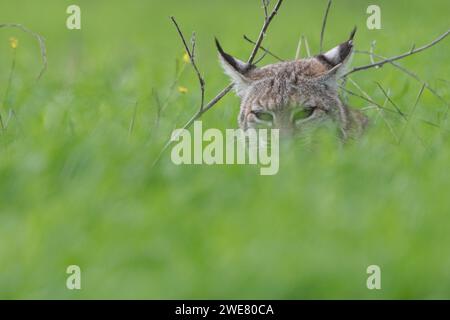 A bobcat (Lynx rufus) hiding in tall grass in a field in California, USA. Stock Photo