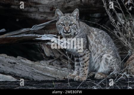 A bobcat (Lynx rufus) kitten from the San Francisco Bay area of California, USA. Stock Photo