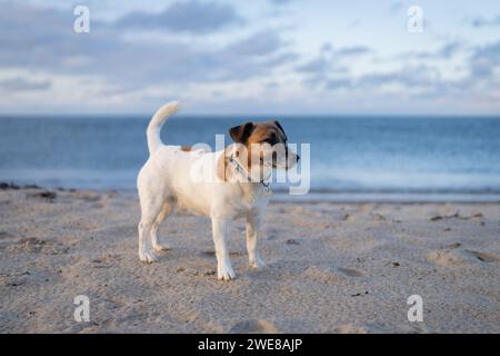 Jack Russell Terrier on a beautiful sandy beach at sunset Stock Photo