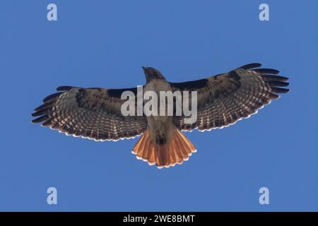 Red-tailed Hawk in Flight. Bay Area, California. Stock Photo