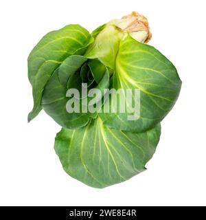 Green grumolo chicory, isolated on white background Stock Photo