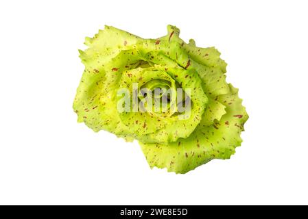 variegated radicchio from Castelfranco, isolated on white background Stock Photo