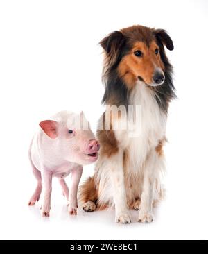 Shetland Sheepdog and pig in front of white background Stock Photo