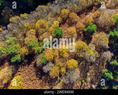 Aerial view of Dalby Forest with Autumn colour. North Yorkshire, UK Stock Photo