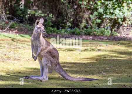 Forester kangaroo joey, Macropus giganteus, the largest marsupial in Tasmania, Australia. Stock Photo