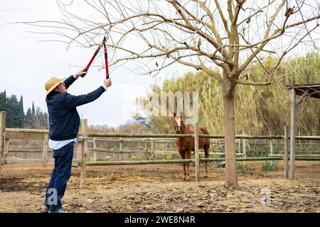 Senior farmer pruning a tree on a farm. Retired man working hard in the field. Stock Photo