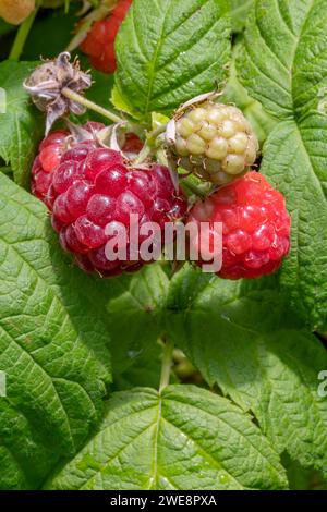 Raspberry (Rubus idaeus) 'Autumn Bliss' fruits ripe and ripening Stock Photo