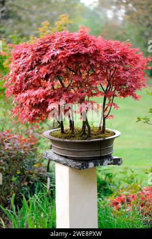 Bonsai-Forest of Japanese Maples "Deshojo" in the Japanese Garden of Moulin de la Lande, Brittany, France Stock Photo