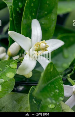 Orange (Citrus sinensis) tree flower Stock Photo