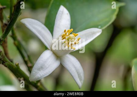 Orange tree (Citrus sinensis) flower Stock Photo