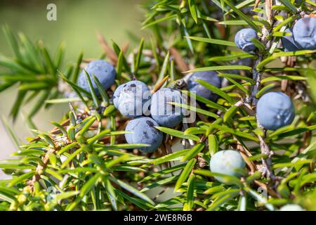 Juniper (Juniperus communis), berries ripening Stock Photo
