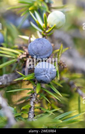 Juniper (Juniperus communis), berries ripening Stock Photo