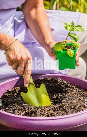 Planting a potted basil on a balcony. Stock Photo