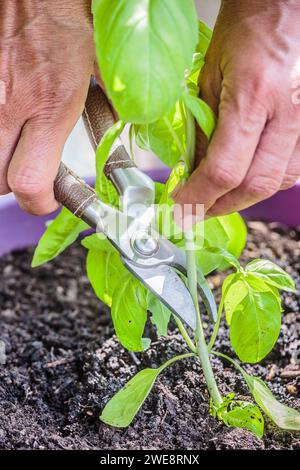 Pruning a pot-grown basil on a balcony. Stock Photo