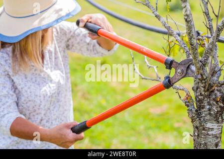 Woman cutting dead branches from a plum tree in summer. Stock Photo