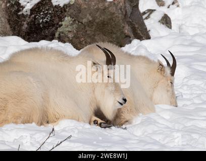 Two Mountain goats resting in the snowy terrain, side by side Stock Photo