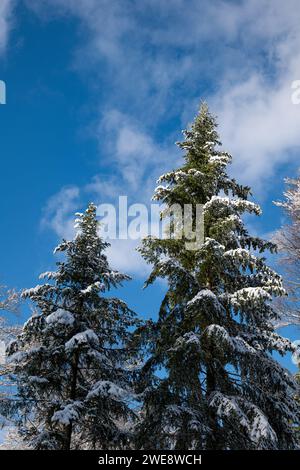 Tall snow covered pine tree tops against blue sky, no people. Stock Photo