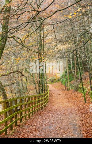 Footpath covered in beech leaves alongside the River Tay near Dunkeld Stock Photo