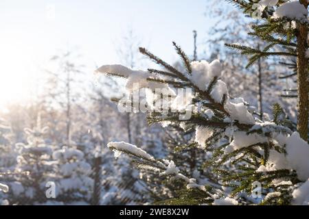 Pine tree or Christmas tree branches covered in melting snow, against setting sunlight. Close up shot, no people. Stock Photo