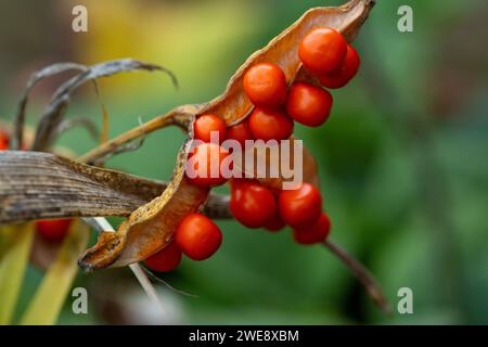 Iris foetidissima stinking iris seeds Stock Photo