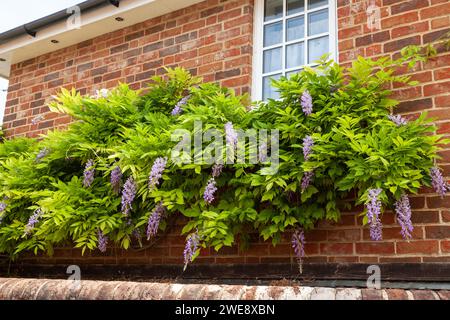 Wisteria climbing over a house front Stock Photo