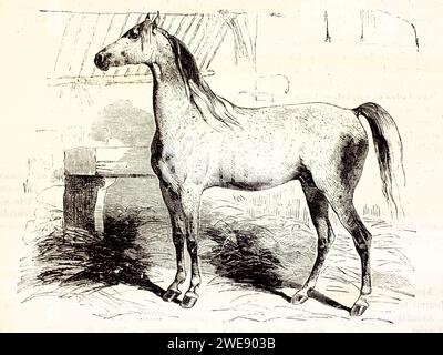 Old engraved illustration of Navarrin horse. By unknown author, published on Brehm, Les Mammifers, Baillière et fils, Paris, 1878 Stock Photo