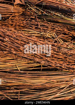 Stacked coils of rusty barbed wire from old fencing, Mainland Shetland, Scotland Stock Photo