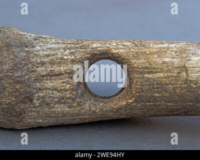 A  Red Deer antler mattock or axe, from the Neolithic period or earlier, found in the Soham area, Cambridgeshire, England, UK Stock Photo