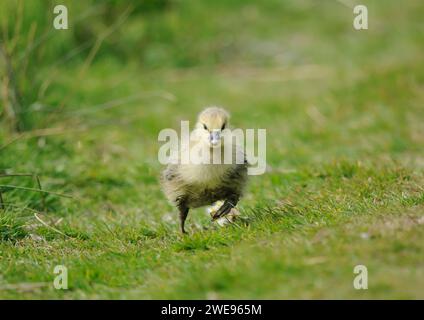 Greylag goose Anser anser, gosling  running through grass after swimming in muddy water, May. Stock Photo