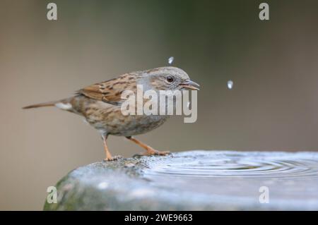 Dunnock Prunella modularis, drinking from bird bath in garden, February. Stock Photo