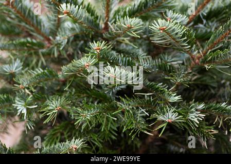 Texture of spruce branches, close up on spruce needles. Stock Photo