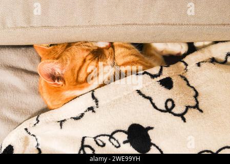 Red cat sleeping on the sofa under a blanket, cute cat. Stock Photo