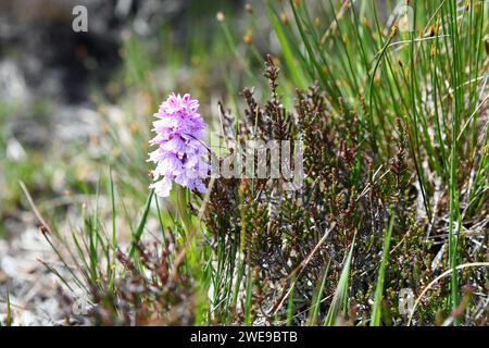 Dactylorhiza maculata, known as the heath spotted-orchid or moorland spotted orchid Stock Photo