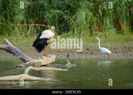 Two White Storks standing on a piece of wood, sunny day in autumn in Lower Austria Stock Photo