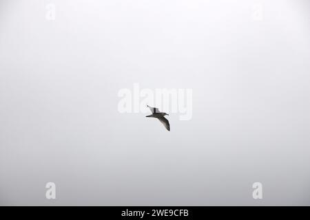 Seagull in Norway Stock Photo