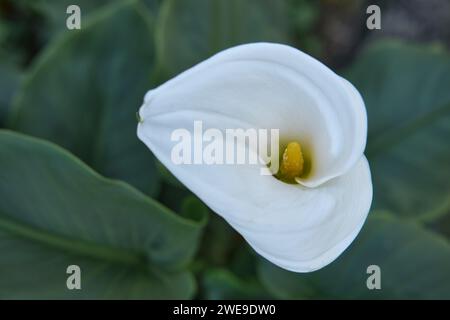 White Calla Lily, isolated against a dark  background in nature. Selective shallow focus on stamen for artistic effect. Zantedeschia. Stock Photo
