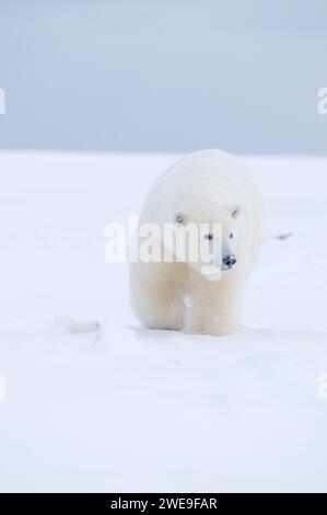 polar bear Ursus maritimus large curious cub traveling across newly formed pack ice during fall freeze up 1002 ANWR Kaktovik Barter Island Alaska Stock Photo