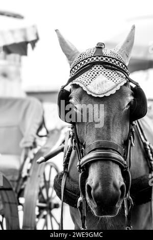 Draft horse in Pisa wearing blinders and bonnet Stock Photo