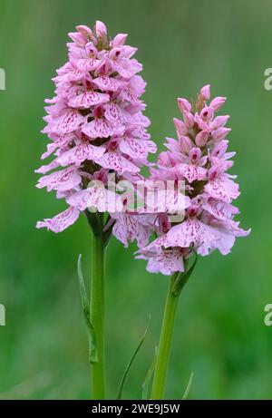 Heath Spotted Orchids Growing In Wiltshire Hay Meadow Stock Photo - Alamy