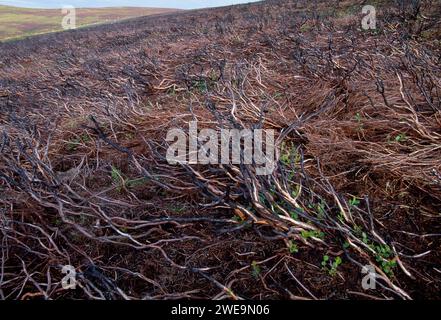 Ling Heather (Calluna vulgaris) charred stems of mature plant after controlled burning on a managed grouse moor with fresh regenerating shoots. Stock Photo