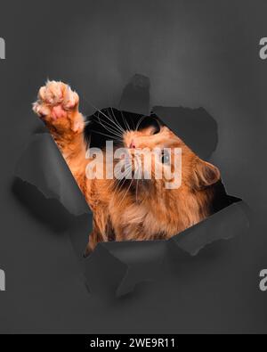 Ginger Tom playing, looking through ripped paper. Stock Photo