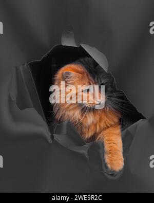 Ginger Tom playing, looking through ripped paper. Stock Photo