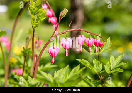 Lamprocapnos spectabilis, bleeding heart or Asian bleeding-heart flower growing in home flower bed. Sunny summer day. Stock Photo