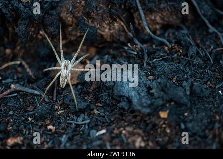 Spinne nach Moorbrand Stock Photo