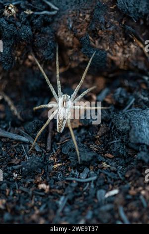 Spinne nach Moorbrand Stock Photo