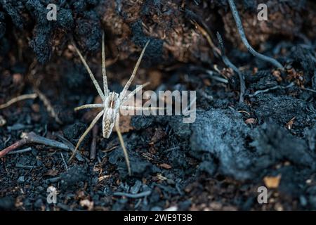 Spinne nach Moorbrand Stock Photo
