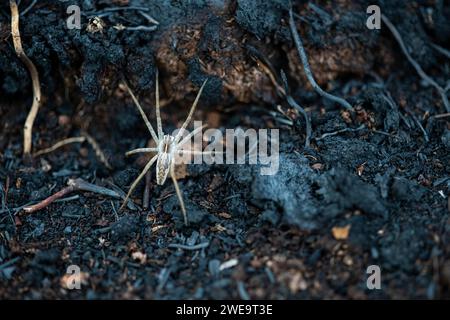 Spinne nach Moorbrand Stock Photo