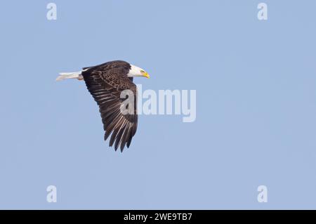 American bald eagle in flight over a frozen lake in Canada Stock Photo