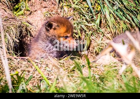 Junger Rotfuchs vor dem Fuchsbau, Welpe, (Vulpes vulpes) Stock Photo