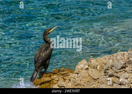 Great black cormorant bird on the shore of the Adriatic Sea in Croatia Stock Photo